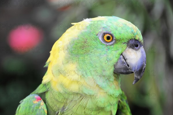 Ometepe Island, Nicaragua, portrait of a green parrot (Ara ambigua), with yellow accents in the