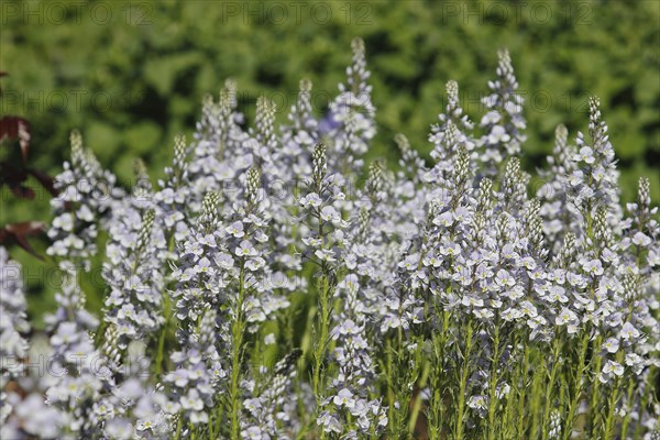Gentian speedwell, gentian speedwell (Veronica gentianoides) North Rhine-Westphalia, Germany,