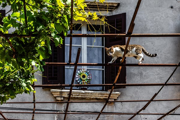 Alstadtgasse with climbing cat, harbour town Koper on the Adriatic coast, Slovenia, Koper,