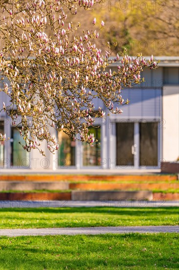 Delicate magnolia buds in the foreground with buildings in the blurred area, spring, Calw, Black