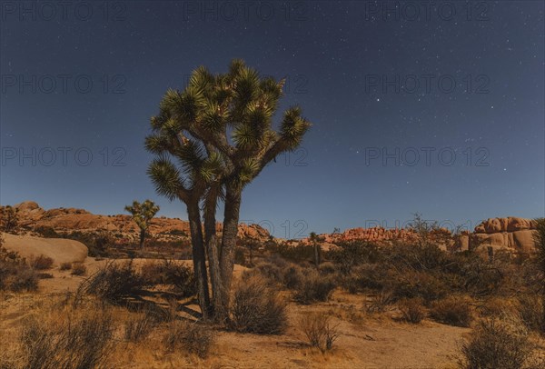 Joshua Tree (Yucca brevifolia), starry sky, Joshua Tree National Park, Mojave Desert, California,