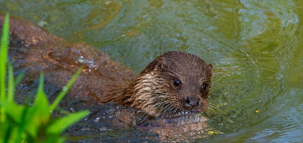 Eurasian otter, European river otter (Lutra lutra) swimming in creek with caught freshwater fish in