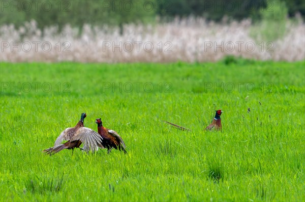 Common pheasant (Phasianus colchicus) male defending mating territory in meadow during the breeding