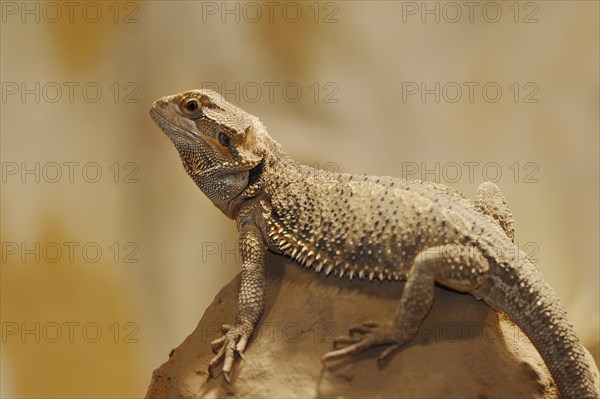 Bearded dragon or striped-headed bearded dragon (Pogona vitticeps, Amphibolurus vitticeps),