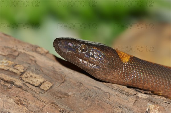 Bismarck's ring python or bismarck ringed python (Bothrochilus boa) lambent, portrait, captive,