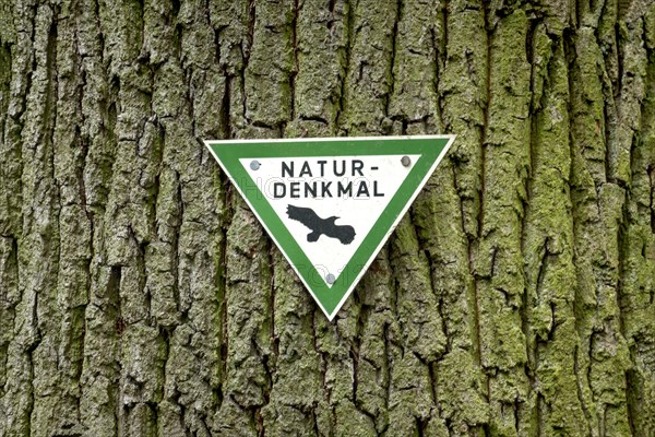 Trunk of the old Karl-Heinz Beckel oak tree (Quercus), tree bark, signpost natural monument with