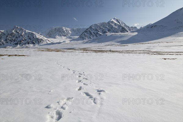 Deep footprints on a wide expanse of snow in the snow-covered Tavan Bogd National Park, Mongolian