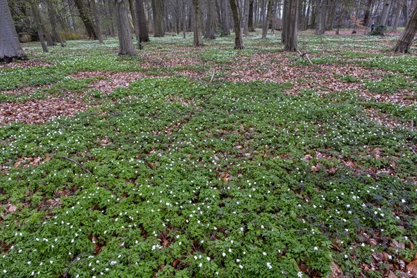 Wood anemone, anemones (Anemonoides nemorosa) in the castle park, Ludwigslust,