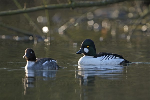 Common goldeneye (Bucephala clangula), drake in mating plumage, female calls for copula,
