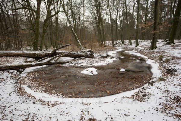 Rotbach, near-natural stream, stream loop, beech forest, with ice and snow, between Bottrop and