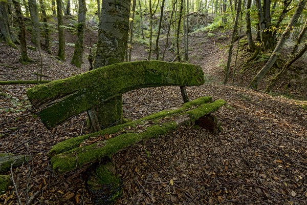 Weathered, rotten and mossy bench made of rough wooden boards, autumn leaves, backlight, beech