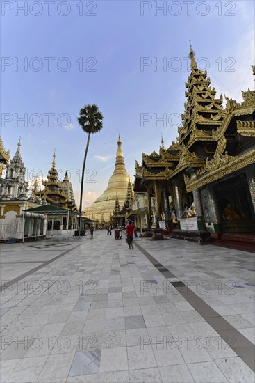 Shwedagon Pagoda, Yangon, Myanmar, Asia, View of a golden pagoda under a blue sky with a palm tree