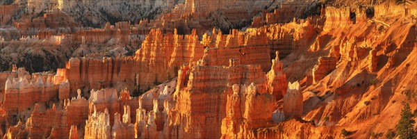 Bryce Amphitheatre at sunrise, Bryce Canyon National Park, Colorado Plateau, Utah, United States,