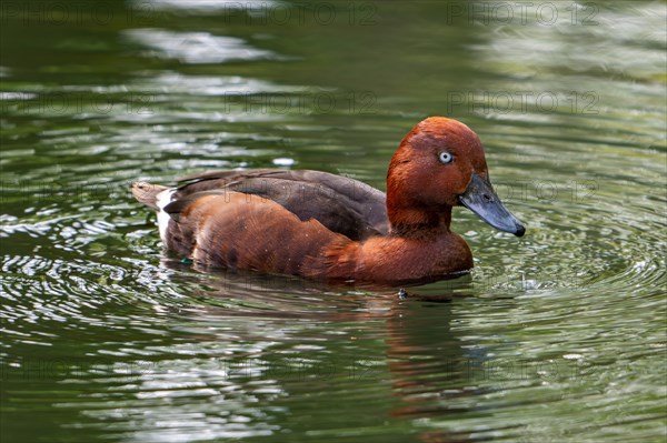 Ferruginous duck, ferruginous pochard, common white-eye, white-eyed pochard (Aythya nyroca) male