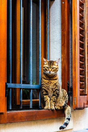 Old town with cat on the windowsill, harbour town Izola, on the Adriatic coast, Slovenia, Izola,