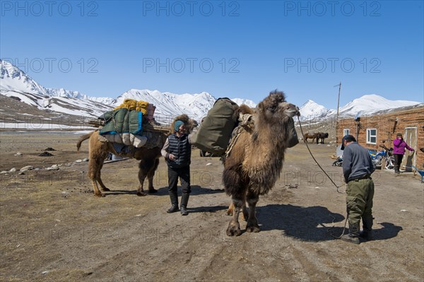 Start of an expedition with two camels to transport luggage in front of mountain peaks in the