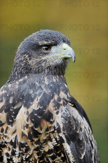 Andean buzzard or black-chested buzzard-eagle (Geranoaetus melanoleucus), immature, portrait,