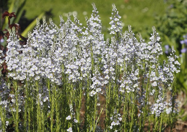 Gentian speedwell, gentian speedwell (Veronica gentianoides) North Rhine-Westphalia, Germany,