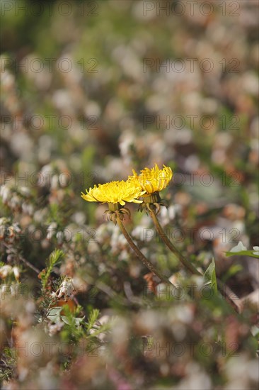Two common dandelion (Taraxacum officinale), between winter heath (Erica carnea), North