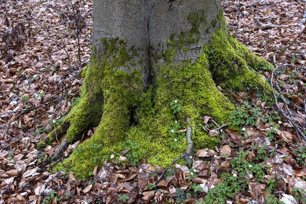 Moss-covered roots on a tree, deciduous leaves, palace gardens, Ludwigslust,