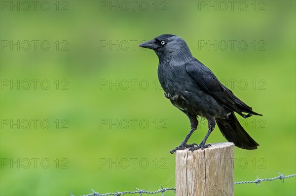 Western jackdaw, European jackdaw (Corvus monedula, Coloeus monedula) perched on wooden fence post