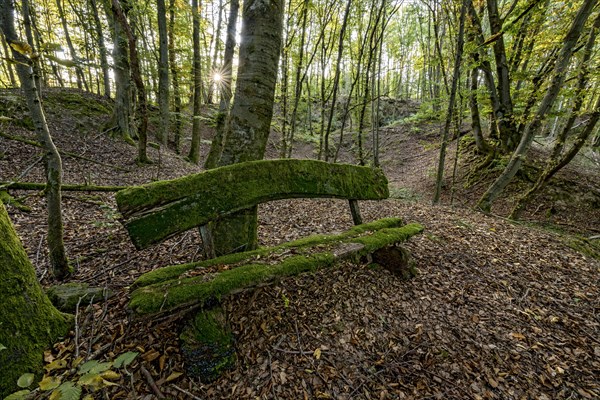 Weathered, rotten and mossy bench made of rough wooden planks, autumn leaves, sun star, beech