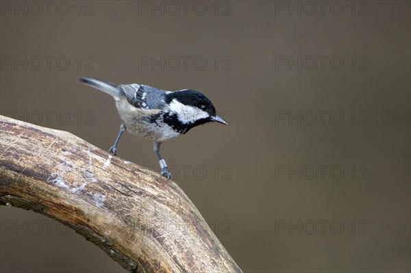 Coal tit (Parus ater), adult bird, Dingdener Heide nature reserve, North Rhine-Westphalia, Germany,