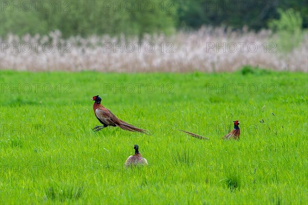 Common pheasant (Phasianus colchicus) male, cock defending mating territory in meadow during the