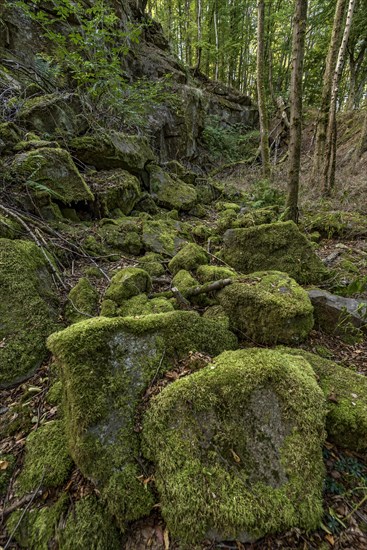 Mossy basalt rocks, block pile and former quarry for basalt in the beech forest, Raumertswald,