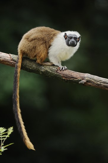 Mantled monkey or bicoloured tamarin (Saguinus bicolor), captive, occurrence in Brazil
