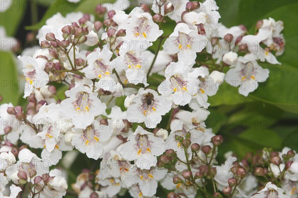 European honey bee (Apis mellifera) on southern catalpa (Catalpa bignonioides), cigar tree and
