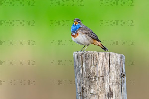 Bluethroat (Luscinia svecica cyanecula, Motacilla svecica) male calling from wooden fence post