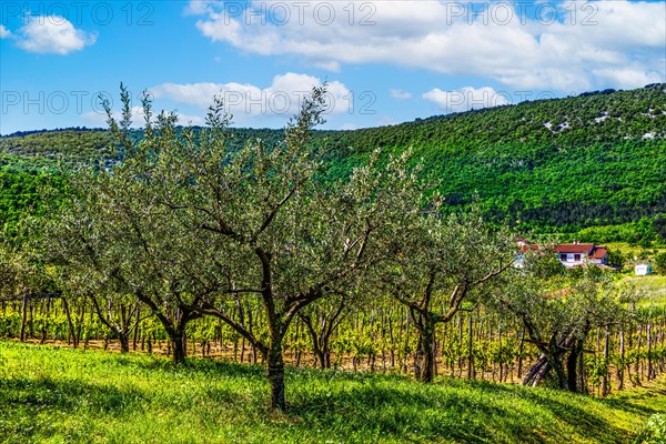 2023, Raimund Franken, Model Release:Not, Property Release: Not, Hrastovlje, SVN, Slovenia,