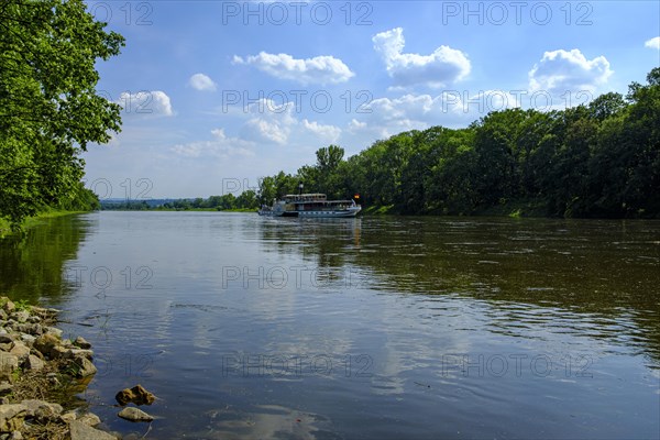 The historic paddle steamer KURORT RATHEN travelling backwards on the Elbe at the steamboat landing