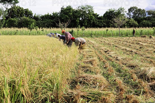 Ometepe Island, Nicaragua, People harvesting rice in a green field, Central America, Central