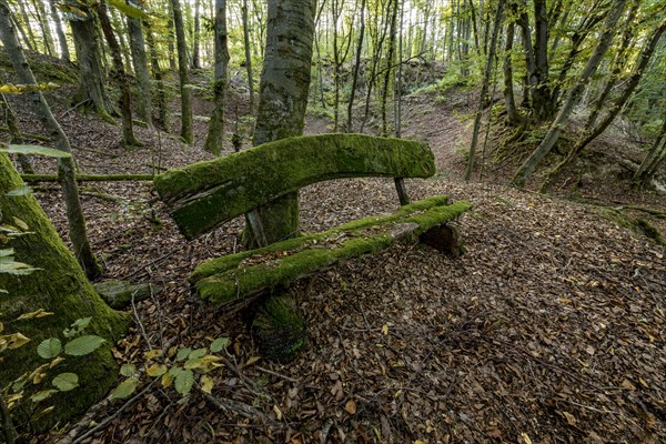 Weathered, rotten and mossy bench made of rough wooden boards, autumn leaves, backlight, beech