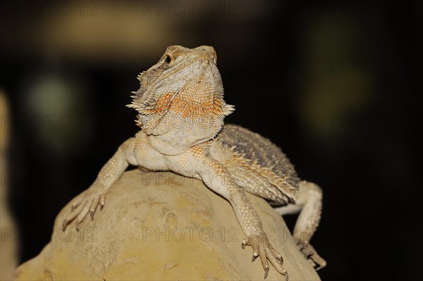 Bearded dragon or striped-headed bearded dragon (Pogona vitticeps, Amphibolurus vitticeps),