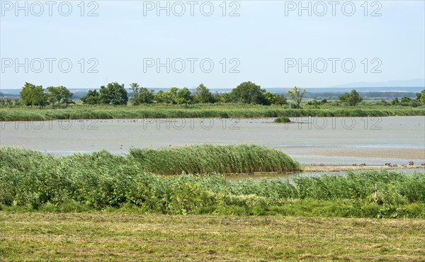Bird paradise salty lake Lange Lacke, Apetlon, Lake Neusiedl National Park, Seewinkel, Burgenland,