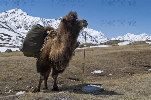 A packed Kael on an expedition in front of mountain peaks in the snowy Tavan Bogd National Park,