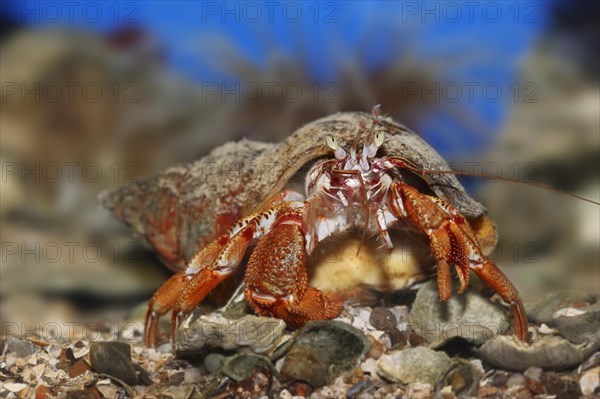 Common hermit crab (Pagurus bernhardus, Eupagurus bernhardus), underwater, captive, North