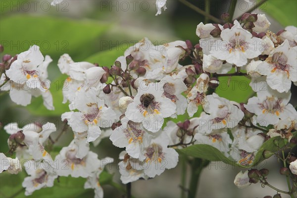European honey bee (Apis mellifera) on southern catalpa (Catalpa bignonioides), cigar tree and
