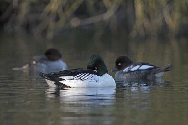 Common goldeneye (Bucephala clangula), drake in mating plumage, female in background, Oberhausen,