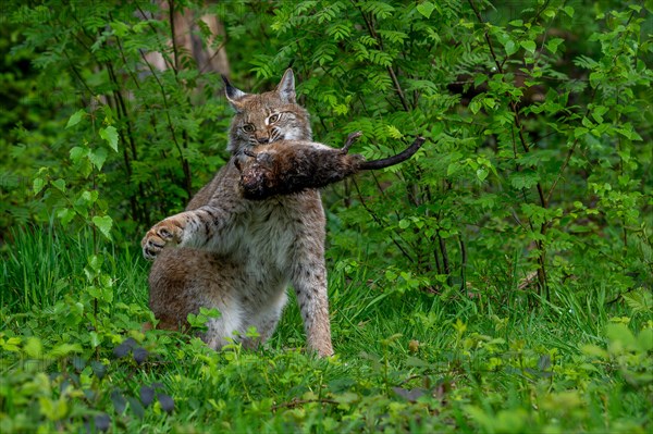 Hunting Eurasian lynx (Lynx lynx) with caught muskrat (Ondatra zibethicus) prey in its muzzle.