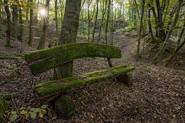 Weathered, rotten and mossy bench made of rough wooden planks, autumn leaves, sun star, beech