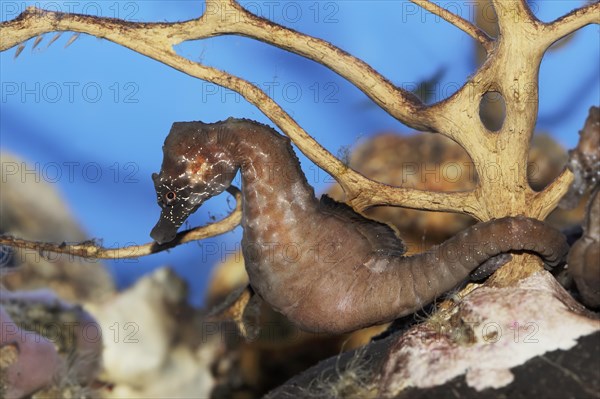 Short-snouted seahorse (Hippocampus hippocampus), captive, occurring in the Atlantic Ocean and
