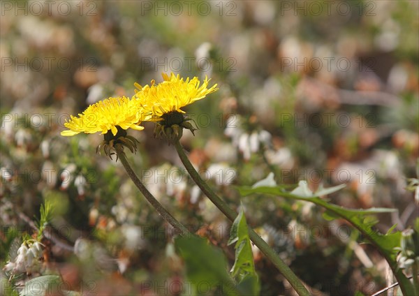 Two common dandelion (Taraxacum officinale), between winter heath (Erica carnea), North
