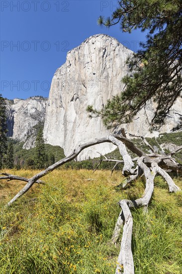 El Capitan, Vosemity Valley, Yosemite National Park, California, United States, USA, Yosemite