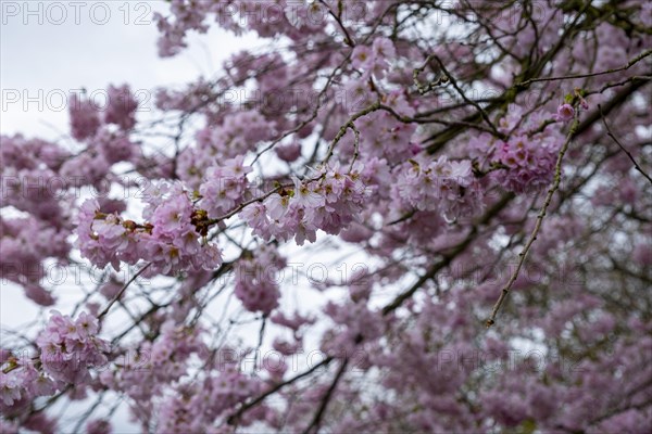 Blossoming cherry tree, ornamental cherry, in the castle park, Ludwigslust, Mecklenburg-Vorpommern,