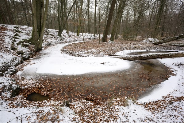 Rotbach, near-natural stream, stream loop, beech forest, with ice and snow, between Bottrop and