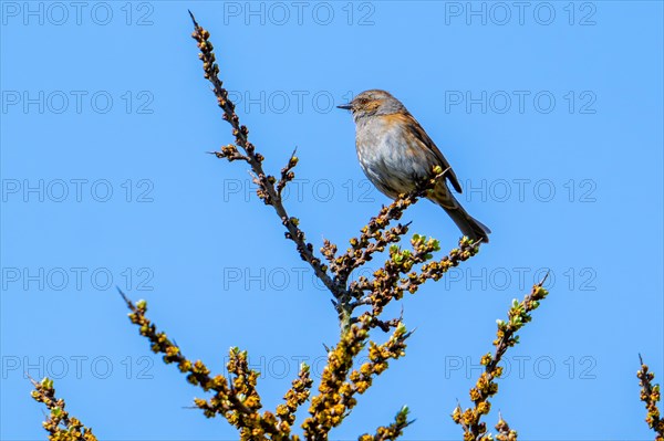 Dunnock, hedge accentor (Prunella modularis, Motacilla modularis) perched in sea buckthorn shrub in